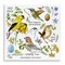 Stupell Industries Local Birds Chart Wall Plaque Art Design by Jane Maday